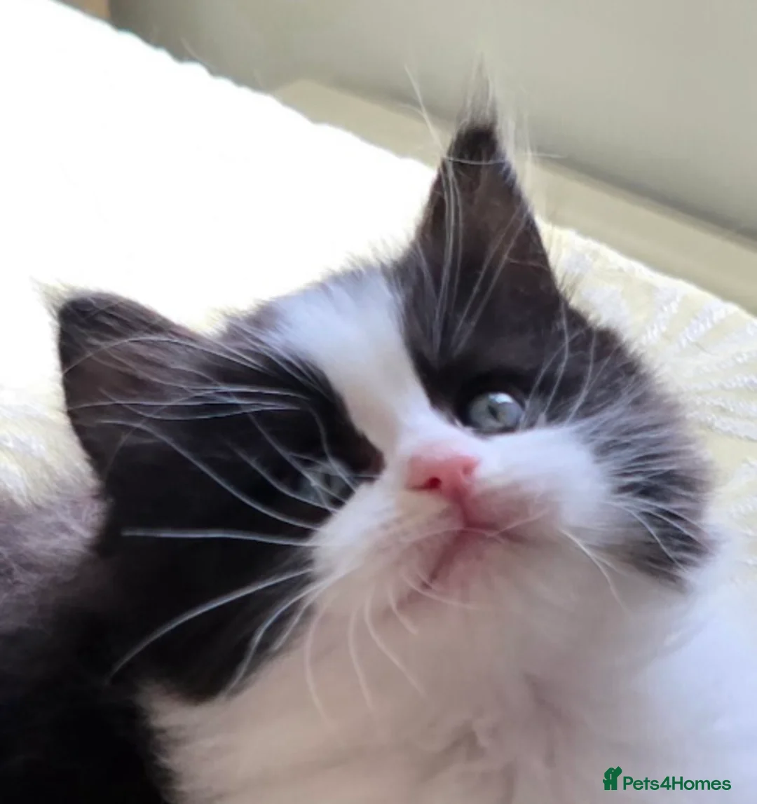 Mixed Breed cats for sale: Ragdoll/Maincoon mix - Advert 1