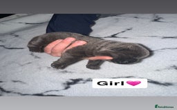 Chow Chow dogs for sale: Chow chow puppies - Image 7