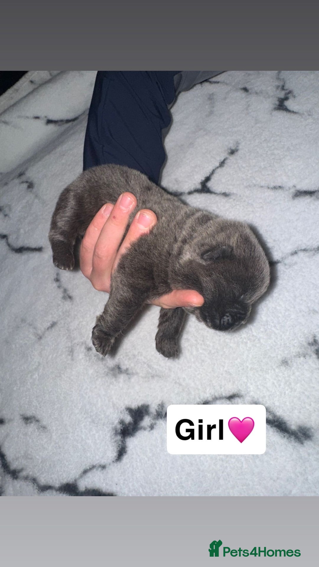 Chow Chow dogs for sale: Chow chow puppies - Image 7