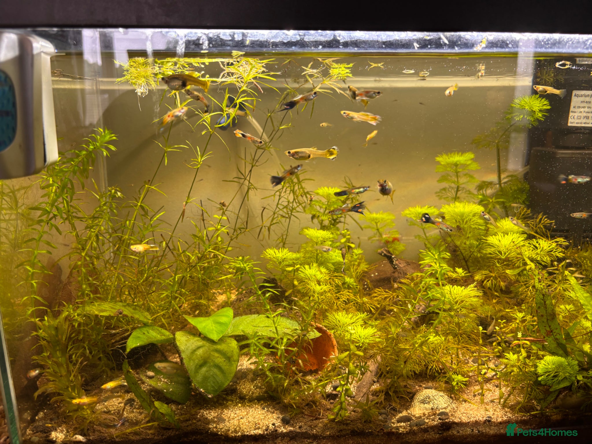 Live Bearers fish for sale: Mixed guppies  in Bath - Advert 2