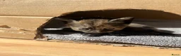 Mixed Breed cats for sale: Chimera cat, Tabby female  - Advert 2