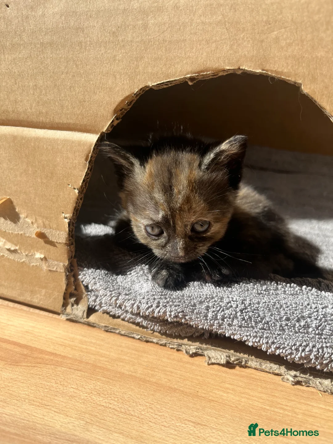 Mixed Breed cats for sale: Chimera cat, Tabby female  - Advert 2
