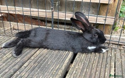 Mini Lop rabbits for sale: 2 beautiful mix breed sisters  - Image 1