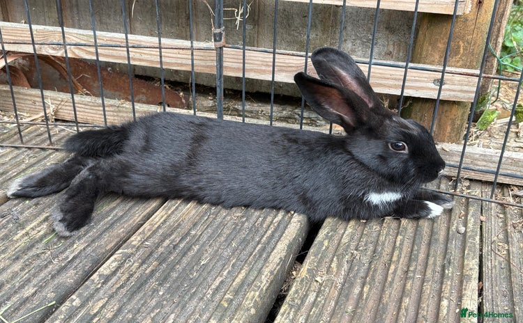 Mini Lop rabbits - Advert 2