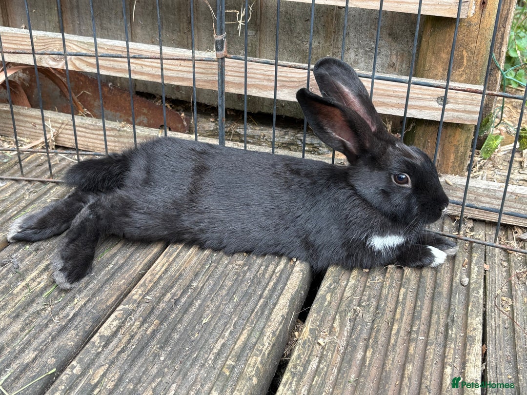 Mini Lop rabbits for sale: 2 beautiful mix breed sisters  - Image 1