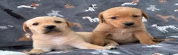 Labrador Retriever dogs for sale: KC Labrador Puppies Available  - Advert 10