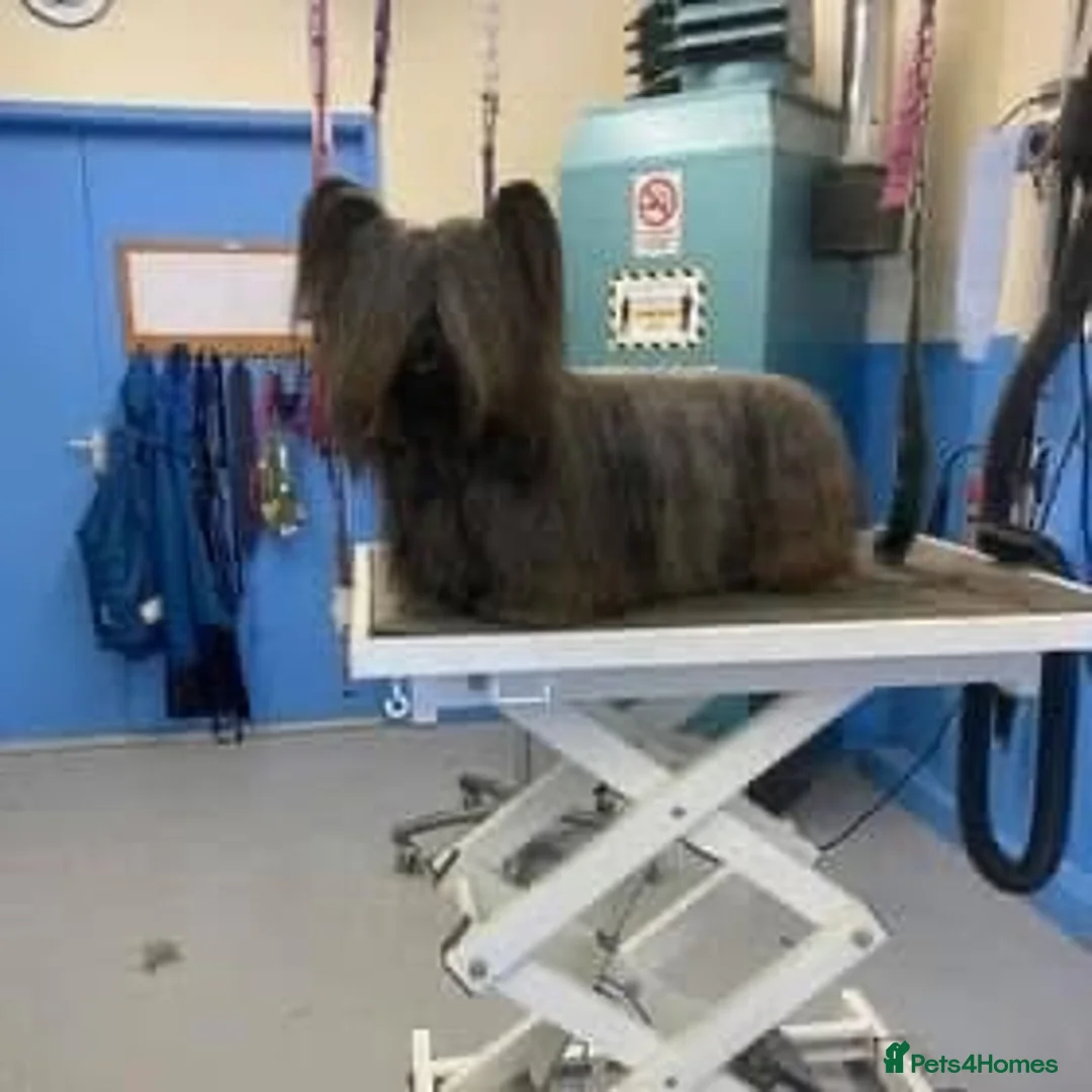 Skye Terrier dogs for sale: Beautiful rare breed Skye terrier pups - Advert 1