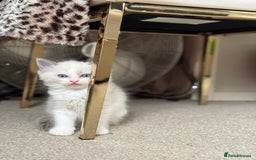 Ragdoll cats for sale: Blue bicolour babies 🐾 - Image 6