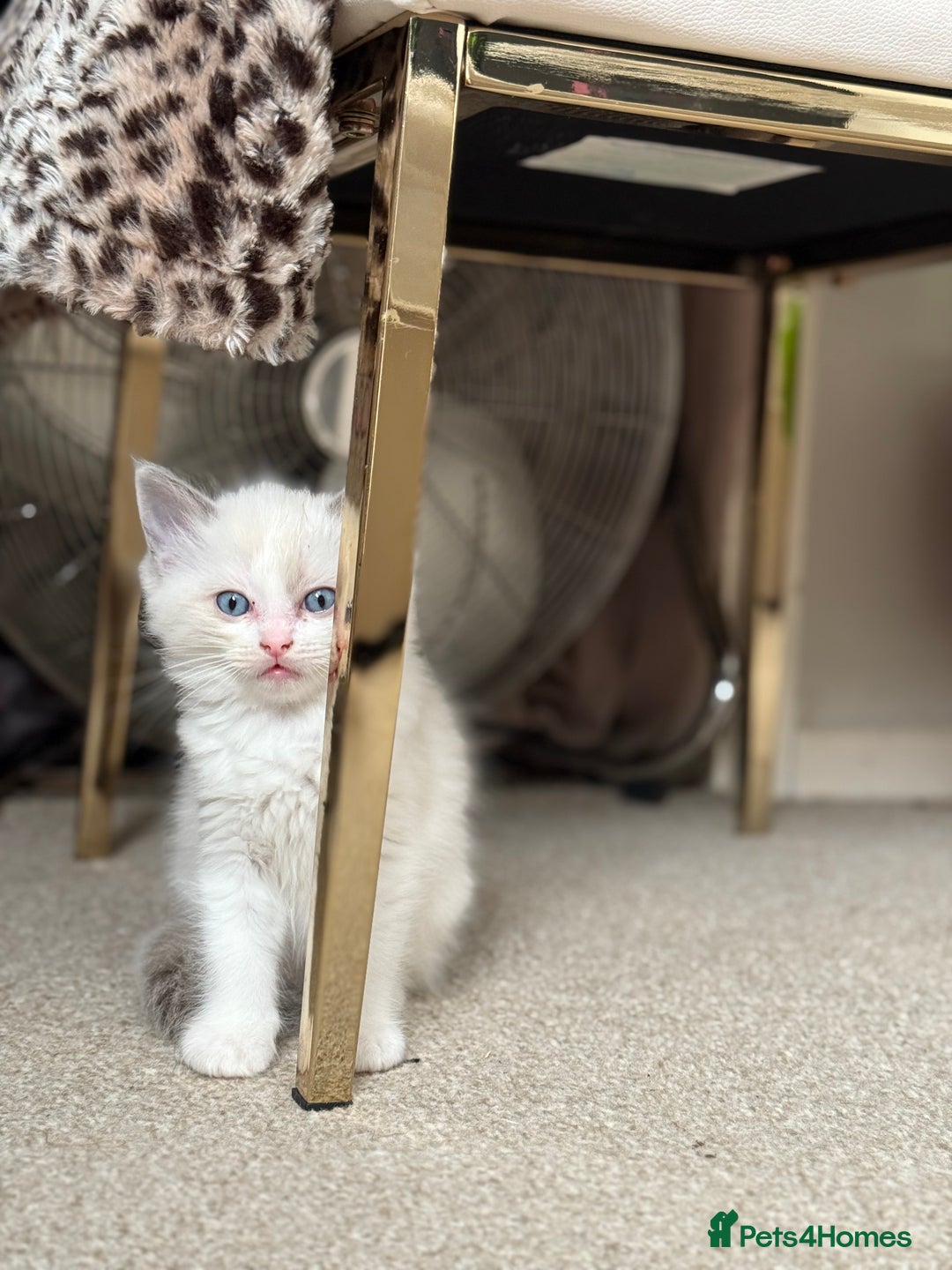 Ragdoll cats for sale: Blue bicolour babies 🐾 - Image 6