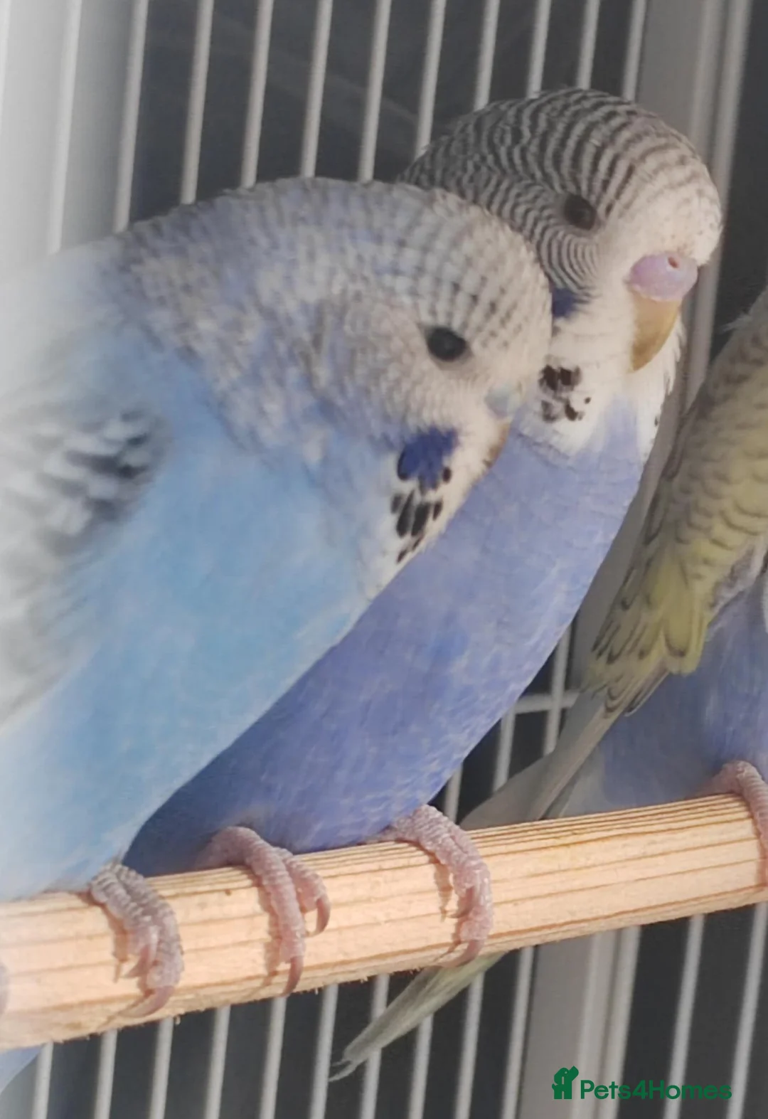Budgerigars birds for sale: Beautiful Baby Budgies  - Advert 2
