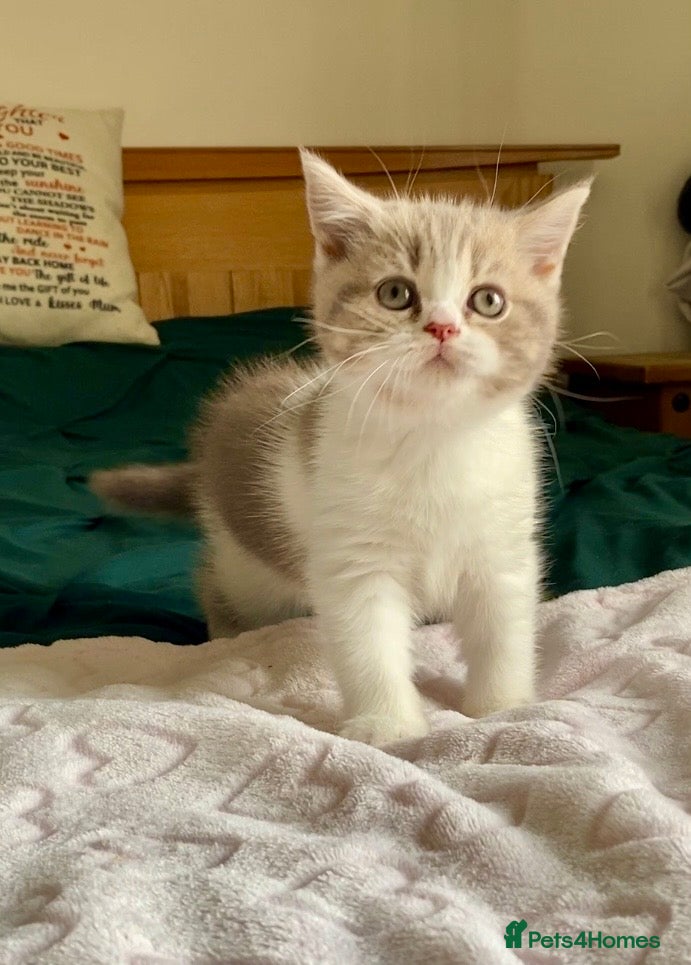 Scottish Fold cats TICA REG CHAMPION LINE FAWN BICOLOUR  GIRL 🧸 - Advert 2