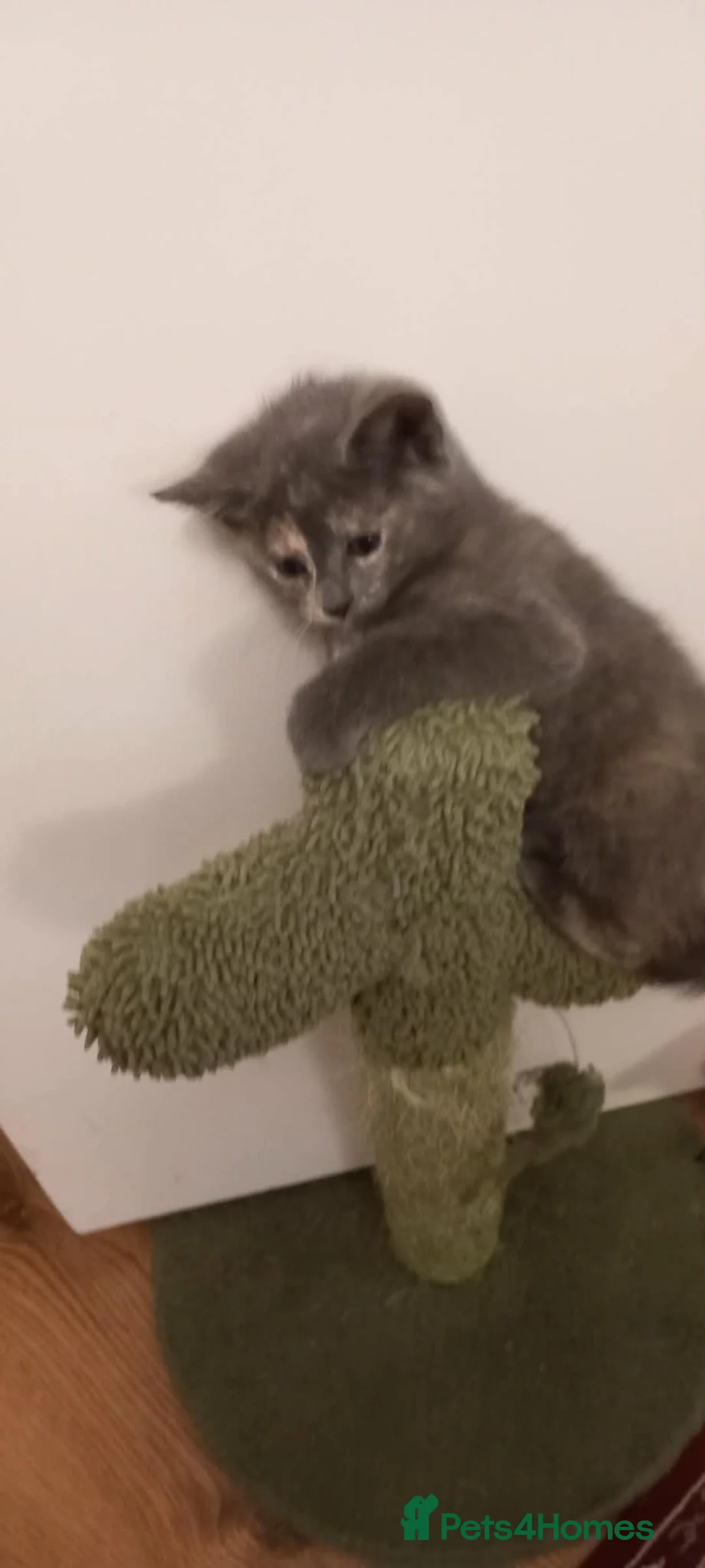 Mixed Breed cats for sale: Kitten - Advert 2