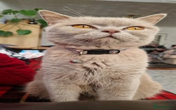 British Shorthair cats for sale: Kitties looking for new homes... - Advert 1