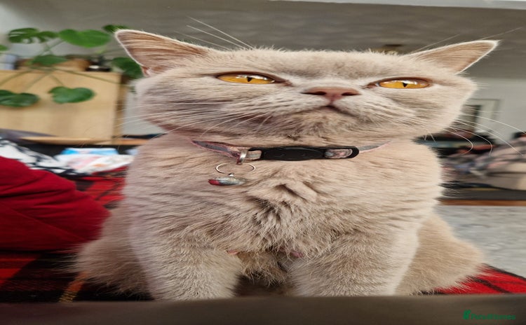 British Shorthair cats Kitties looking for new homes... - Advert 2