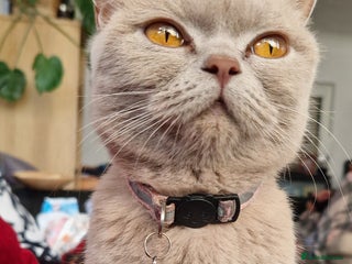 British Shorthair cats Kitties looking for new homes... - Advert 2