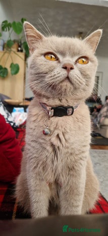 British Shorthair cats Kitties looking for new homes... - Advert 2