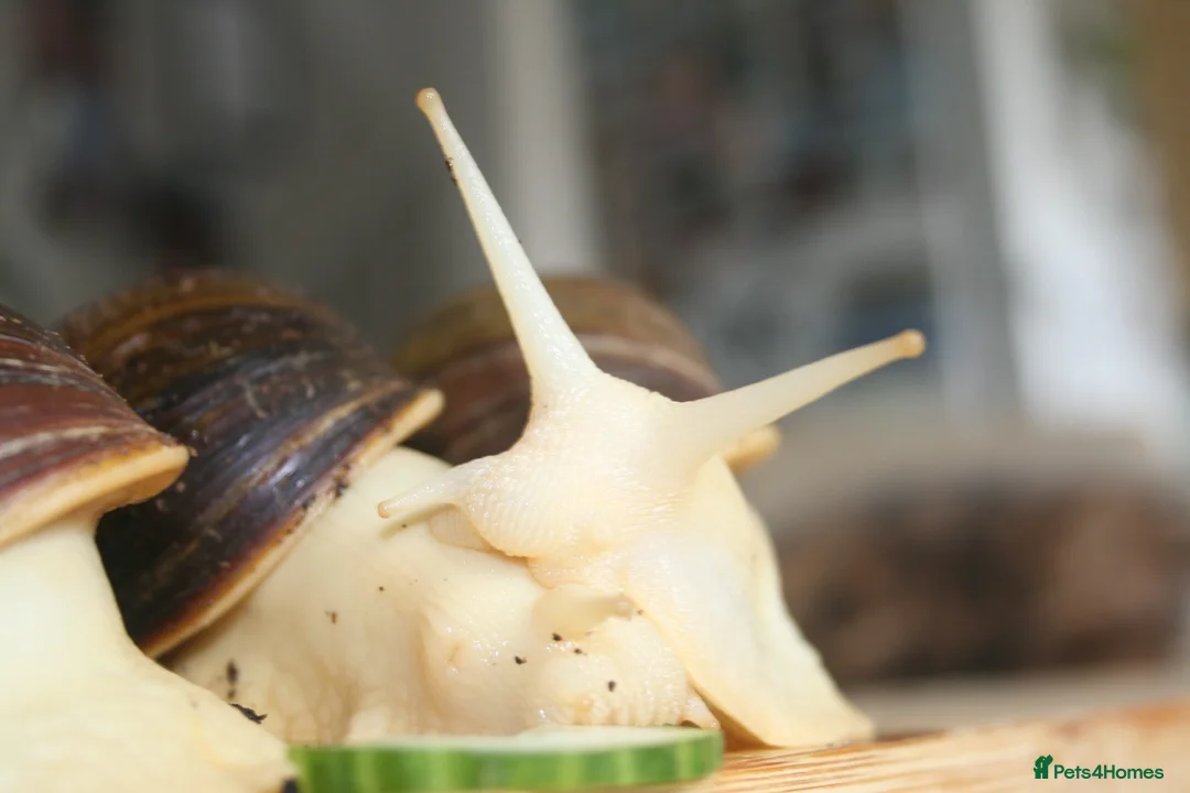 Snails invertebrates for sale: 3 x Giant African Land Snails  - Advert 4