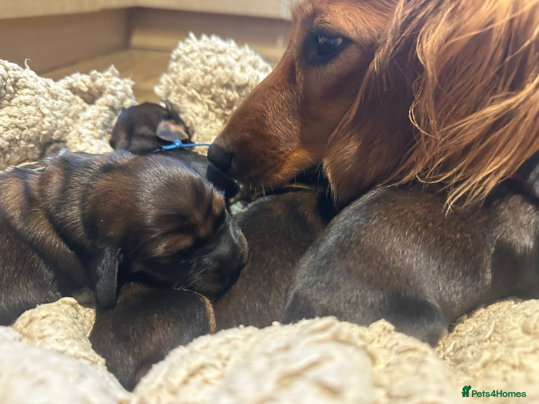 Dachshund dogs for sale: 5 beautiful long-haired Dachshunds pupps - Image 16