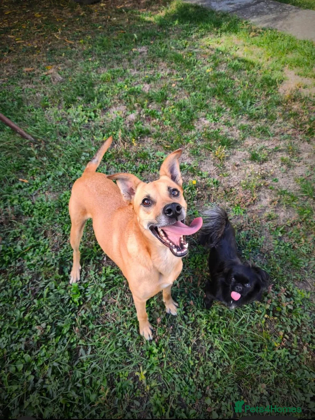 Mixed Breed dogs for adoption: Zuca! - Advert 2