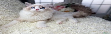 Ragdoll Kitten 7