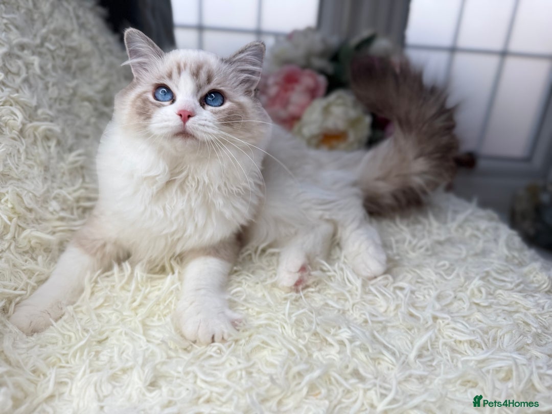 Ragdoll cats for sale: Only Two Kittens Available ready to go 🐾 - Image 19