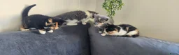 Mixed Breed cats for sale: Beautiful Kittens Looking for Their Forever Homes - Advert 3