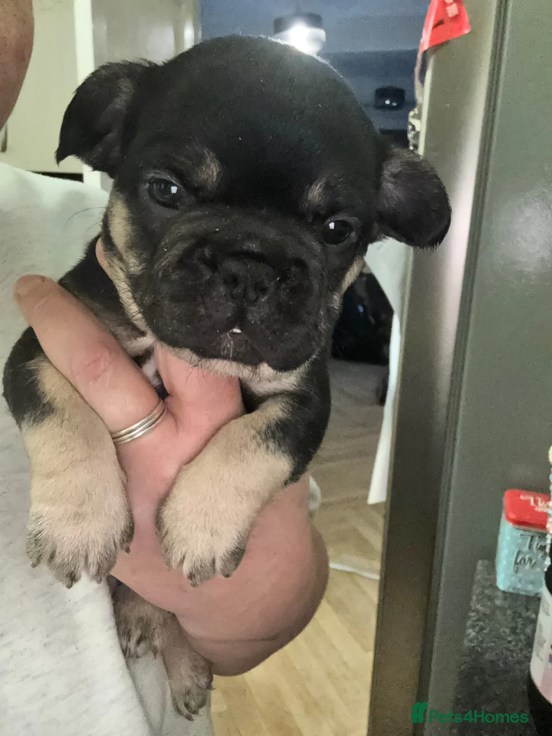 French Bulldog dogs for sale: 7 Beautiful French Bulldogs. - Advert 2