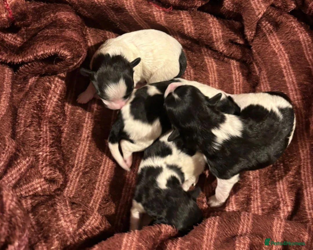 Maltipoo dogs for sale: Absolutely stunning F1 maltipoos - Advert 5