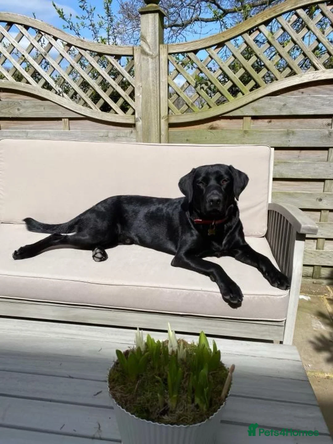 Labrador Retriever dogs for sale: Adorable Labrador Puppies - Advert 10