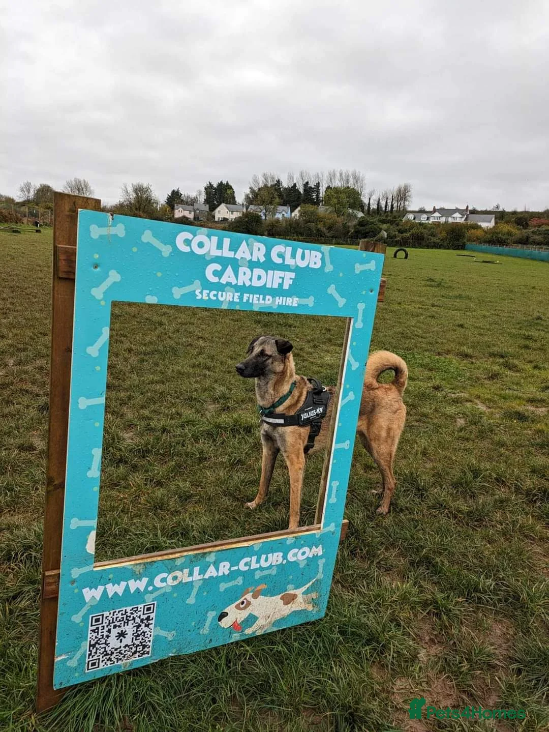 Mixed Breed dogs for adoption: Meet Pickle, currently residing in Wales in Barry - Advert 2