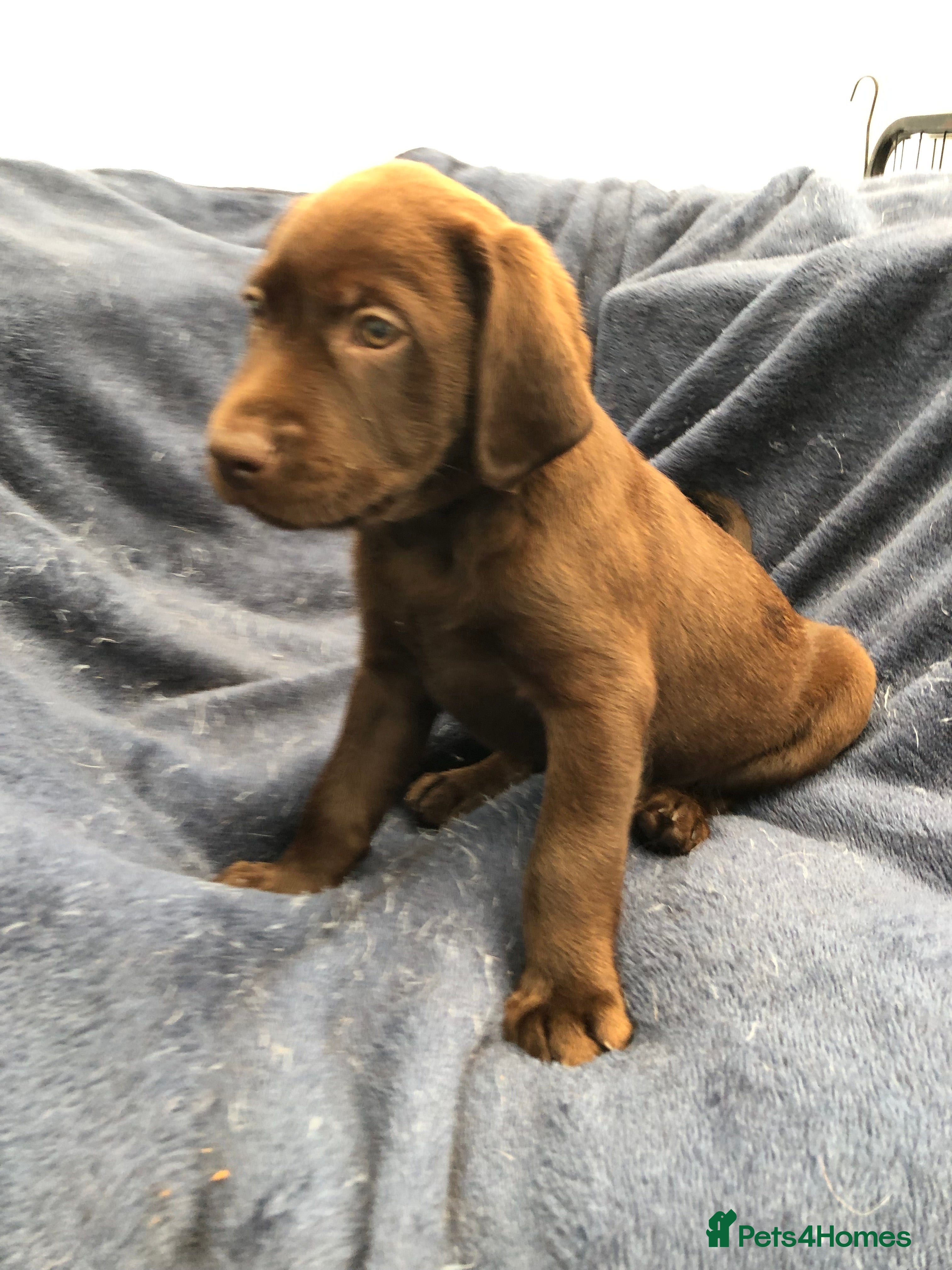 Labrador Retriever dogs READY TOMORROW 2 Male Chocolate Labrador Puppies - Advert 2