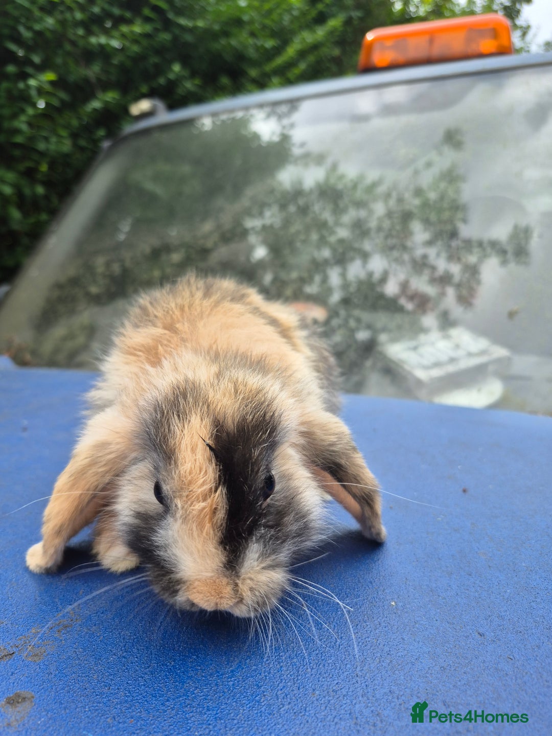 Mixed Breed rabbits for sale: Holland lop rabbits 8 week old  - Image 10