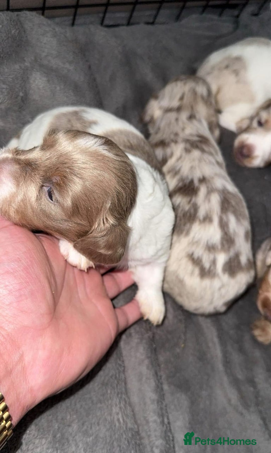 Miniature Dachshund dogs for sale: Adorable Long-Haired Miniature Dachshund Puppies! - Image 9