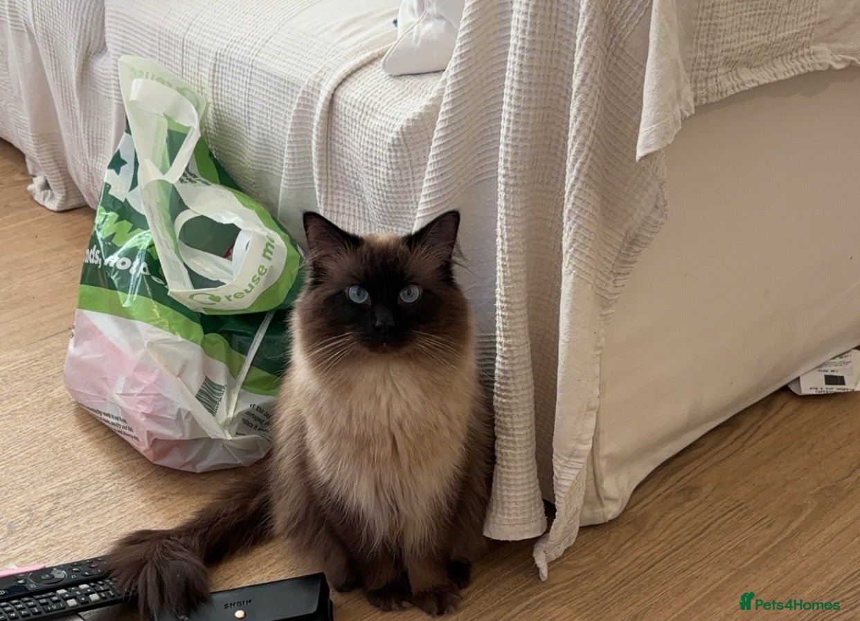 Ragdoll cats Beautiful Chocolate Seal Point Boy💙 - Advert 2