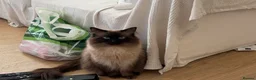 Ragdoll cats for sale: Beautiful Chocolate Seal Point Boy💙 - Advert 2