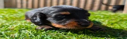 Miniature Dachshund dogs for sale: Long haired miniature dachshund  - Advert 5