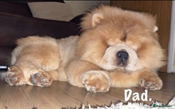 Chow Chow dogs for sale: 🌟Quality Chow Chow Puppies-ChampionLines🌟 - Image 28