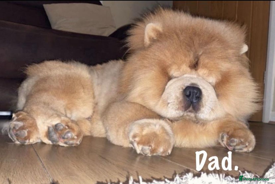 Chow Chow dogs for sale: 🌟Quality Chow Chow Puppies-ChampionLines🌟 - Image 28