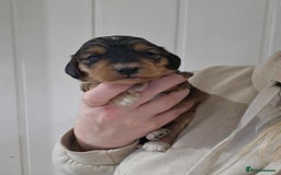 Cockapoo dogs for sale: Miniature Cockapoos  - Image 7