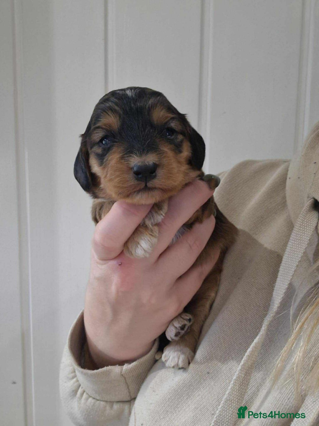 Cockapoo dogs for sale: Miniature Cockapoos  - Image 7