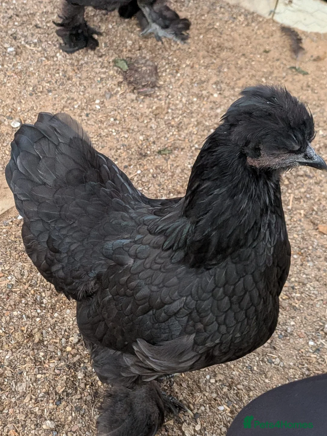 Chickens poultry for sale: Black Silkie chicken  - Advert 1