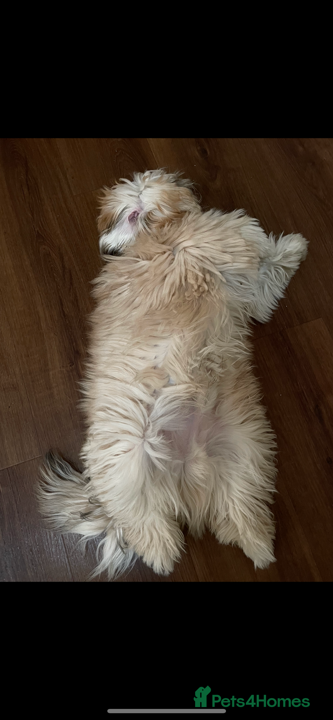 Lhasa Apso dogs for stud: KC registered experienced Champagne boy for stud in Chelmsford - Advert 5