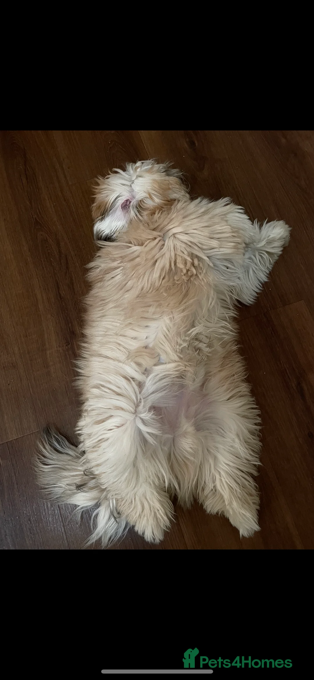 Lhasa Apso dogs for stud: KC registered experienced Champagne boy for stud in Chelmsford - Advert 5