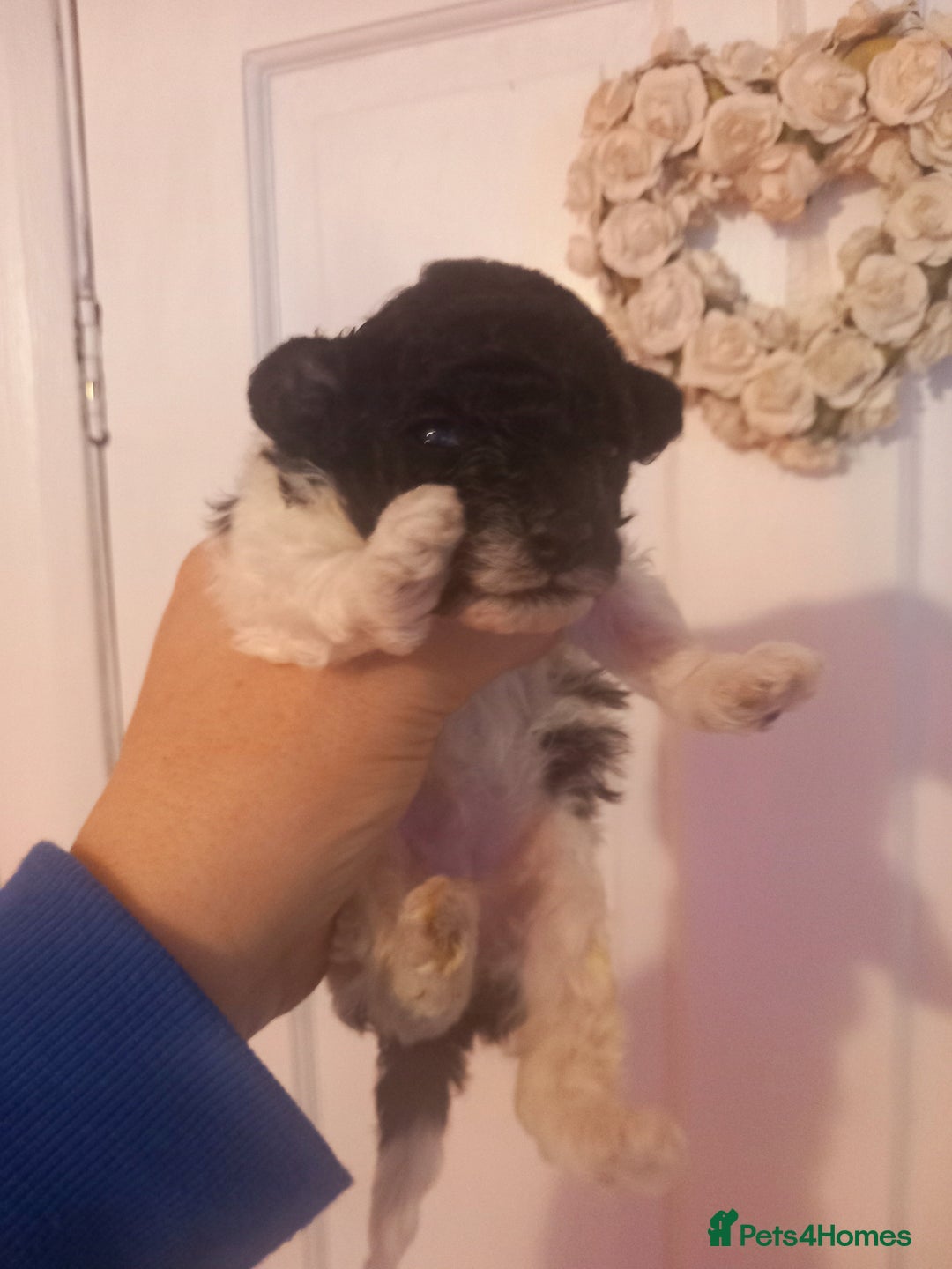 Toy Poodle dogs for sale: **1 PARTI BOY AVAILABLE**READY 21st DECEMBER** - Advert 25