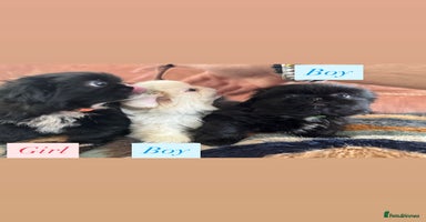 Pekingese dogs - Advert 11
