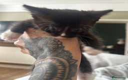 Mixed Breed cats for sale: 3 x black and white kittens available  - Image 8