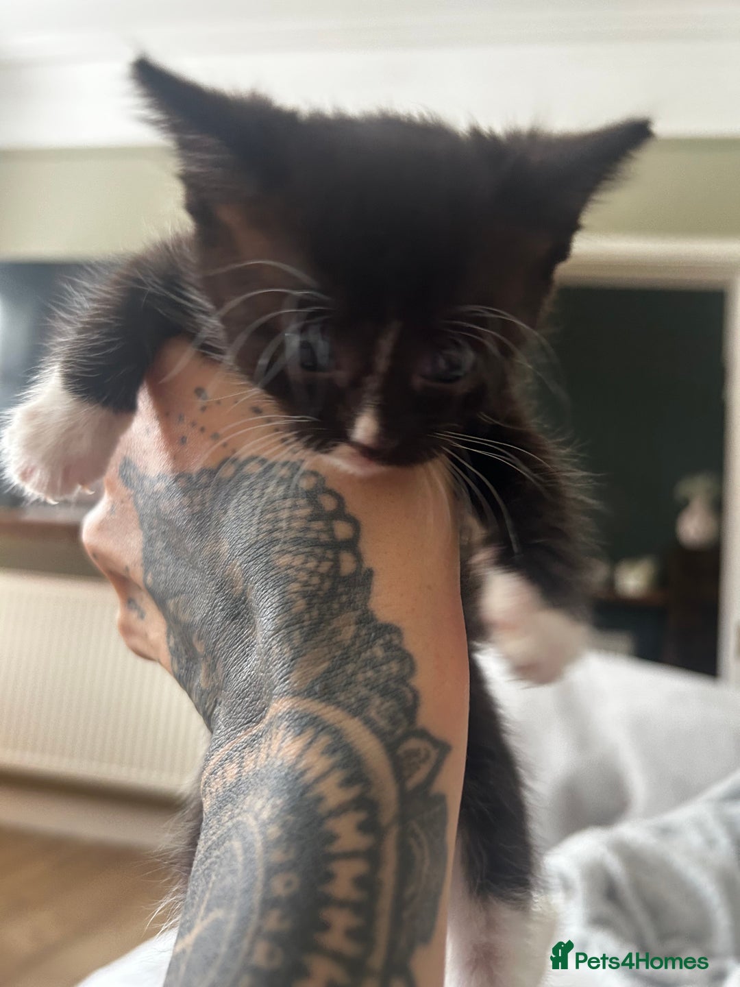 Mixed Breed cats for sale: 3 x black and white kittens available  - Image 8