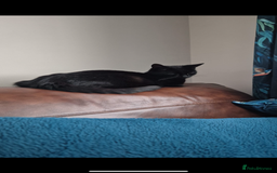 Mixed Breed cats for sale: Cat and kitten for sale  - Image 2