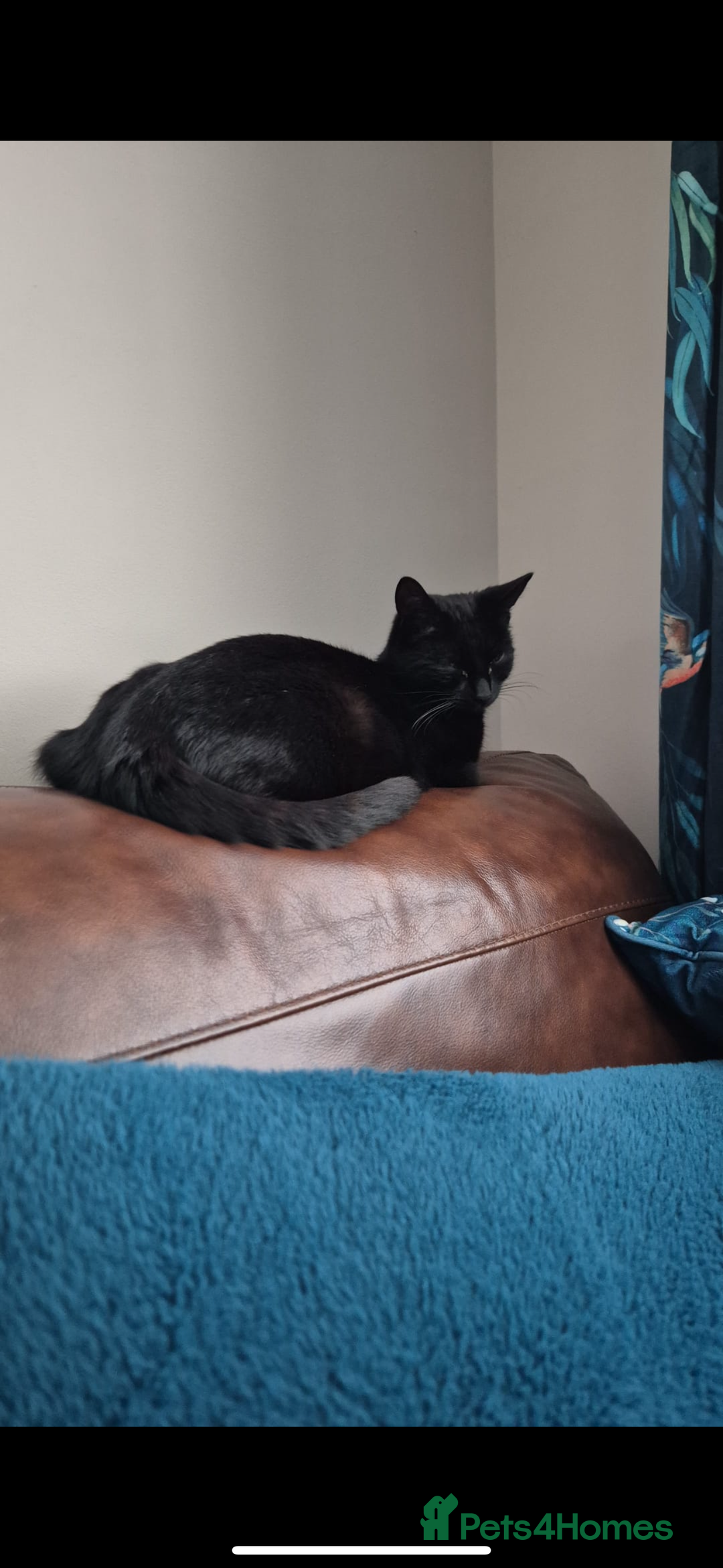 Mixed Breed cats for sale: Cat and kitten for sale  - Image 2