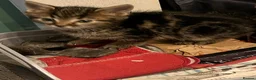 Domestic Shorthair cats for sale: Tabby kittens  - Advert 10